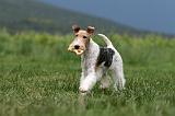 FOX TERRIER 685